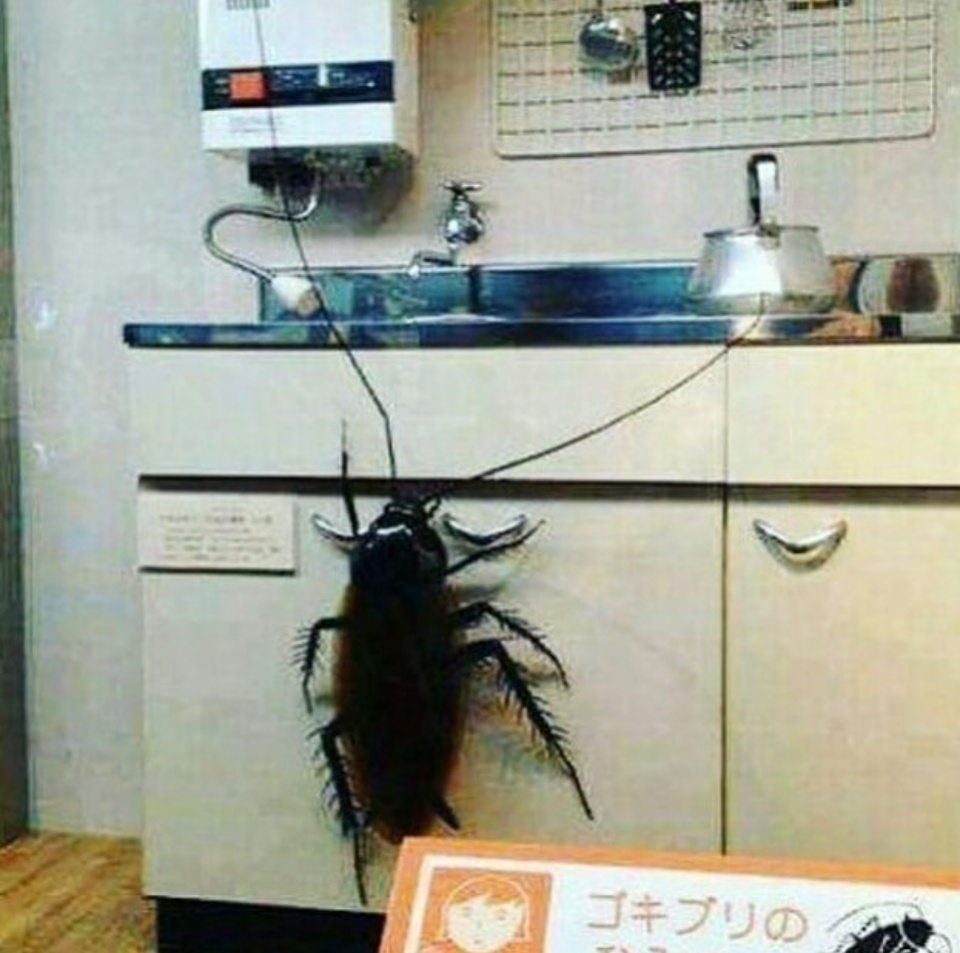 тараканы в японии