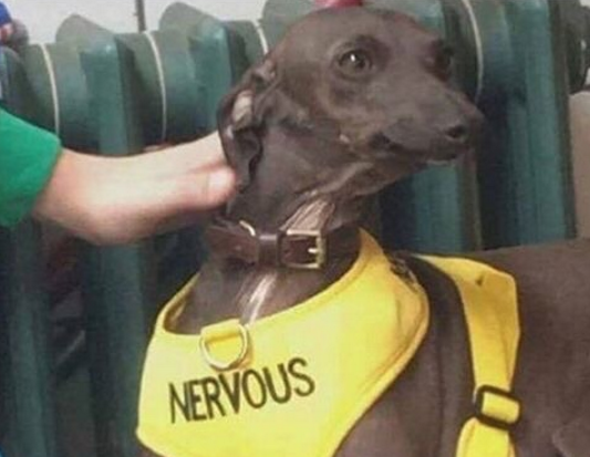 nervous-dog-57f964489e549.png