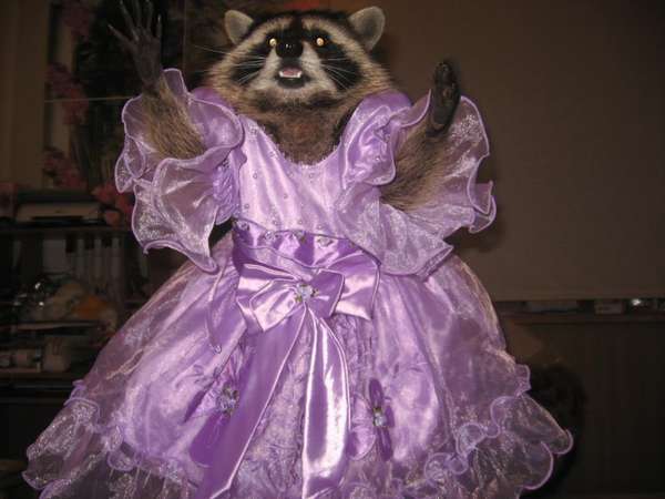 Raccoon In Dress