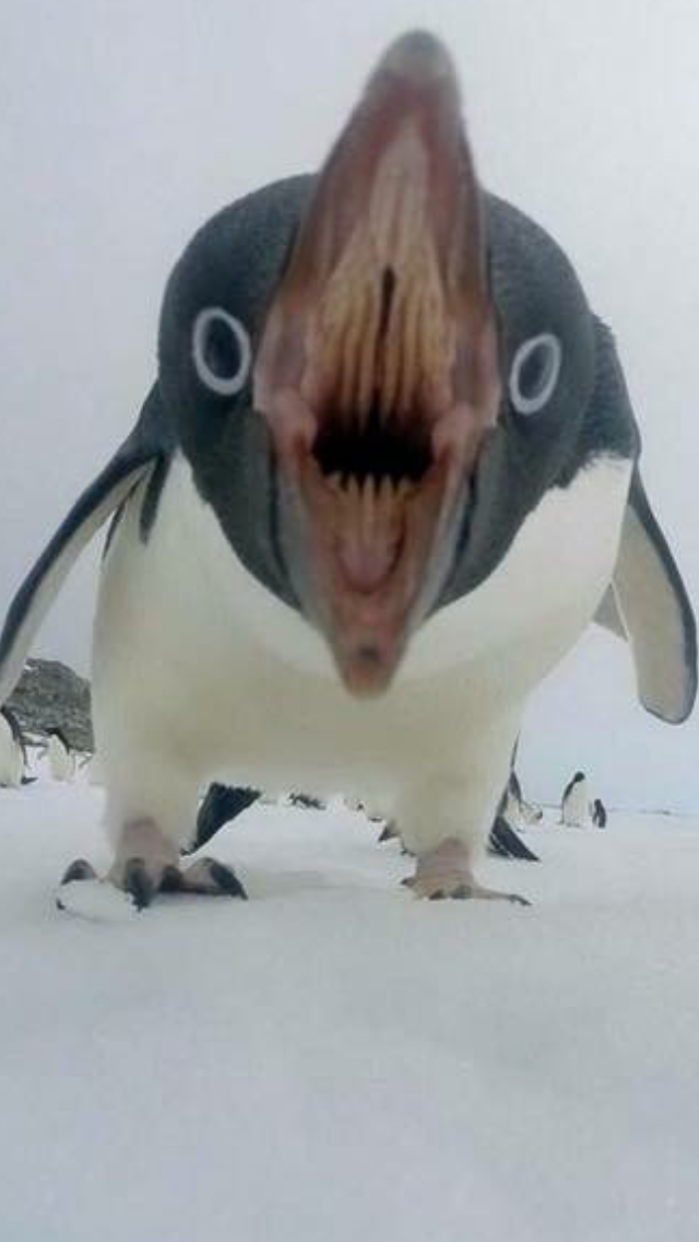 Пингвин зубы фото